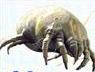 dust mite